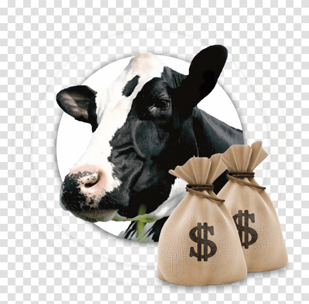Google Adsense And Google Adwords, Cow, Cattle, Mammal, Animal Transparent Png