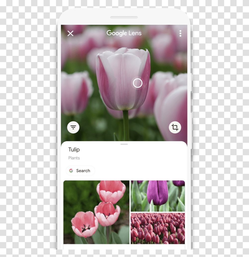 Google Lens For Android Scans Qr Code Google Pay Scan Flower, Plant, Word, Petal, Tulip Transparent Png