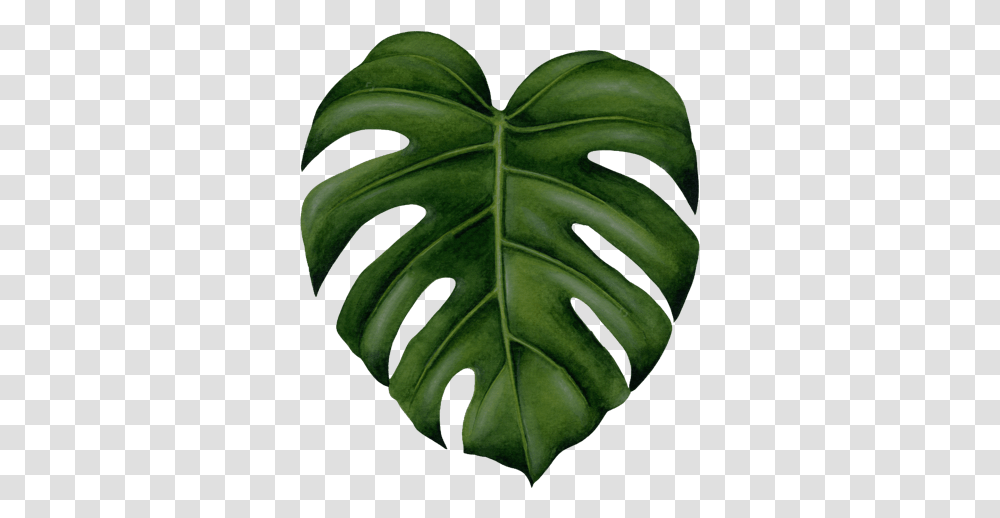 Google Maps High Resolution Monstera Leaf, Plant, Veins, Tree, Annonaceae Transparent Png