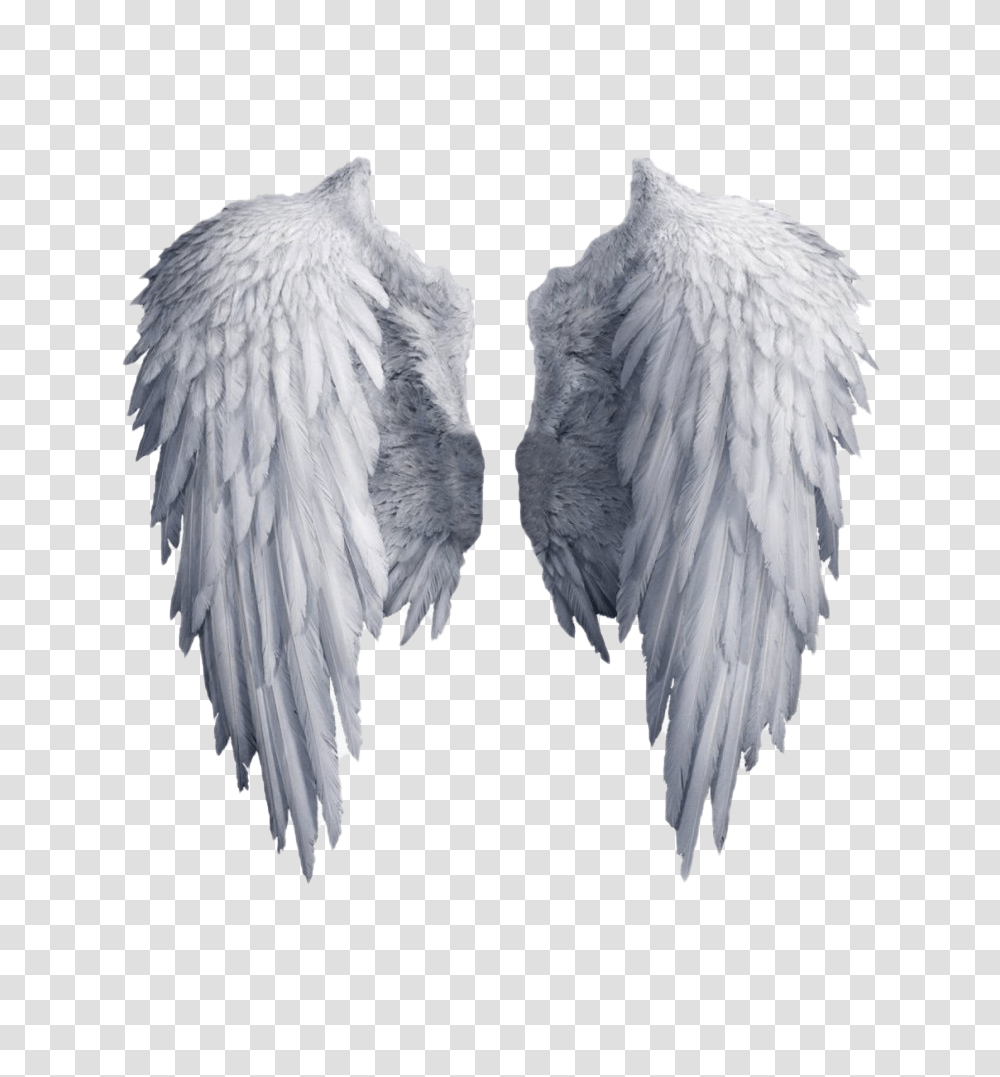 Google Official Psds Angel Wings, Bird, Animal, Art, Clothing Transparent Png
