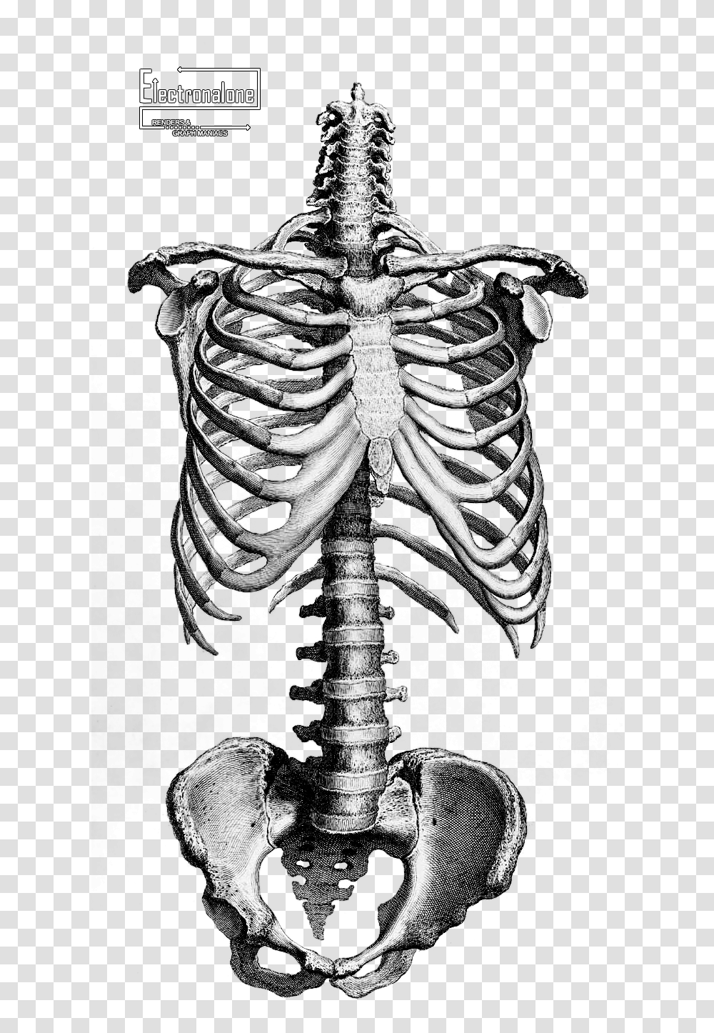 Google Recherche Dimages Correspondant Anatomy Human Skeleton Drawing, Cross, Symbol Transparent Png