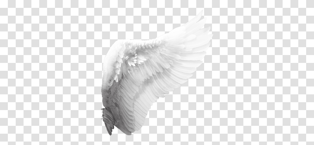 Google Search Angel Wings Tumblr Background Angel Wings, Bird, Animal, Art, Archangel Transparent Png