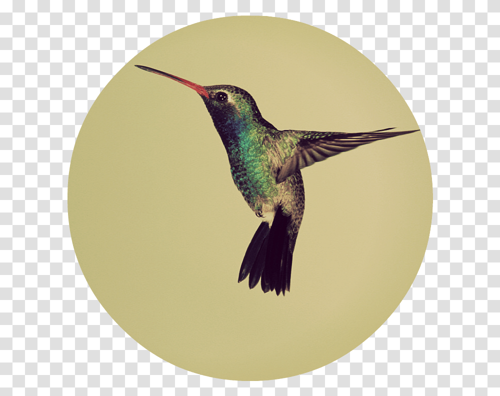 Googles Hummingbird In A Non Hummingbird Facts For Kids, Animal Transparent Png