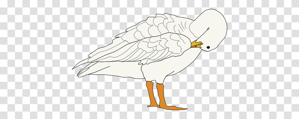 Goose Animals, Bird, Duck Transparent Png