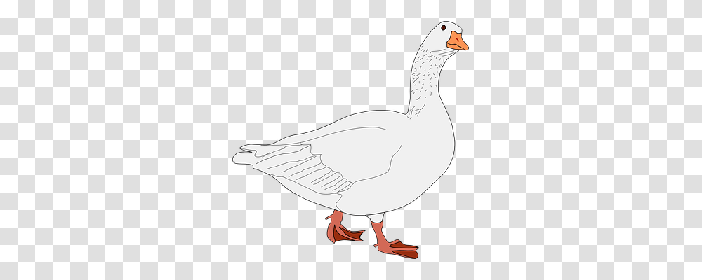 Goose Animals, Bird, Duck, Person Transparent Png