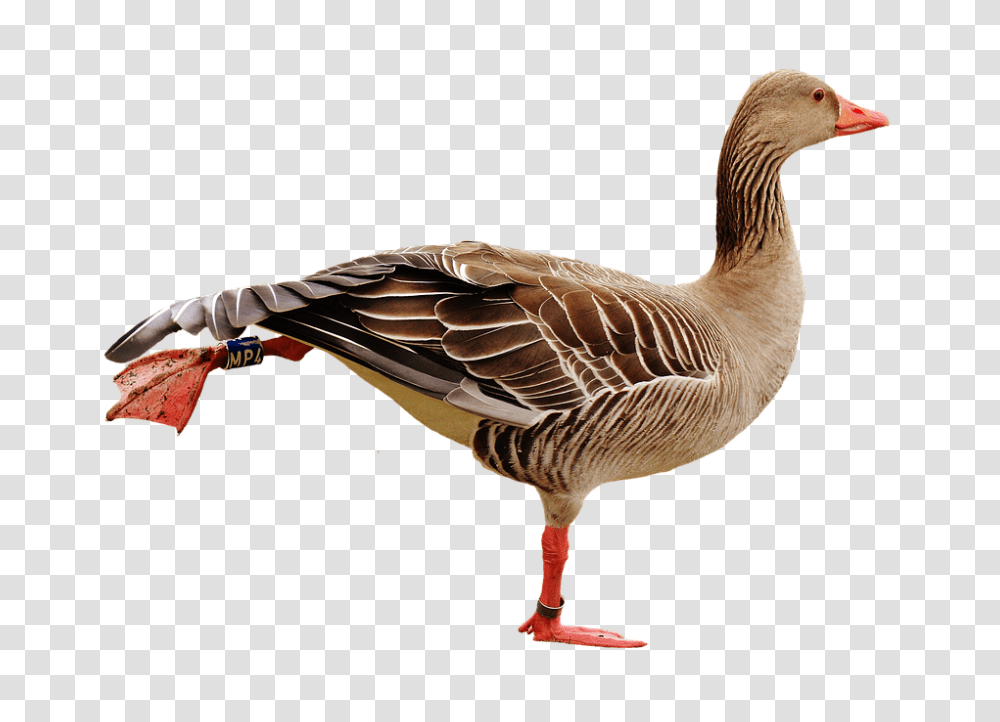 Goose 960, Animals, Bird, Waterfowl, Anseriformes Transparent Png