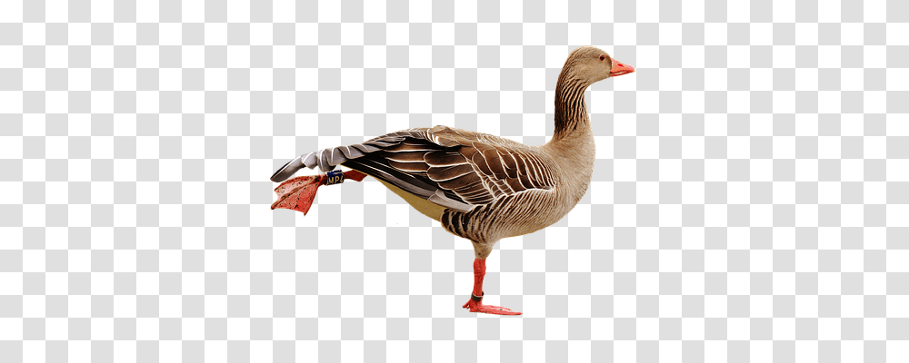 Goose Sport, Bird, Animal, Duck Transparent Png