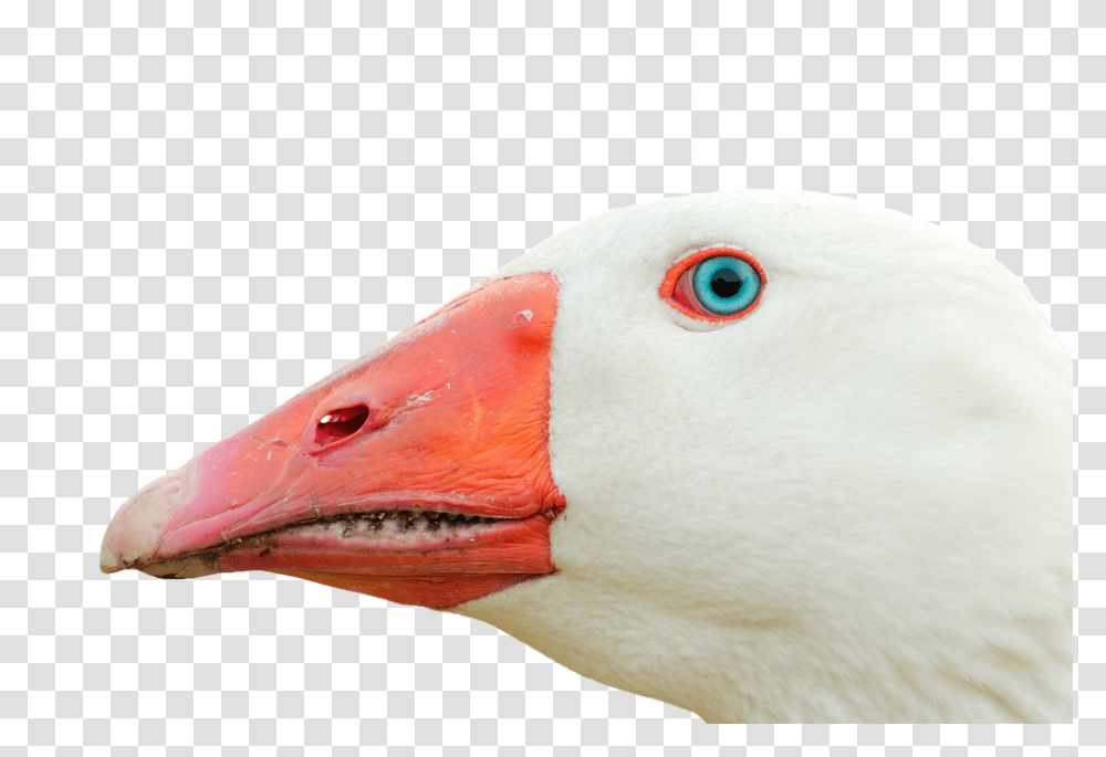 Goose 960, Animals, Beak, Bird, Waterfowl Transparent Png