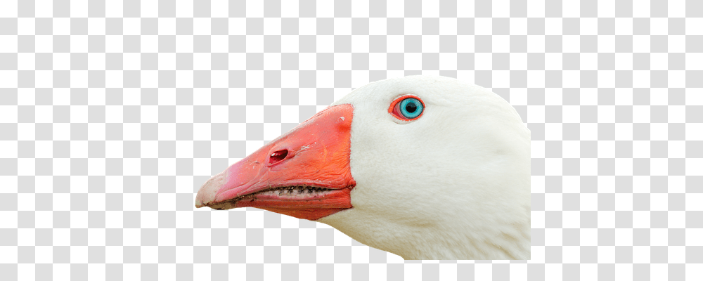 Goose Animals, Beak, Bird, Flamingo Transparent Png