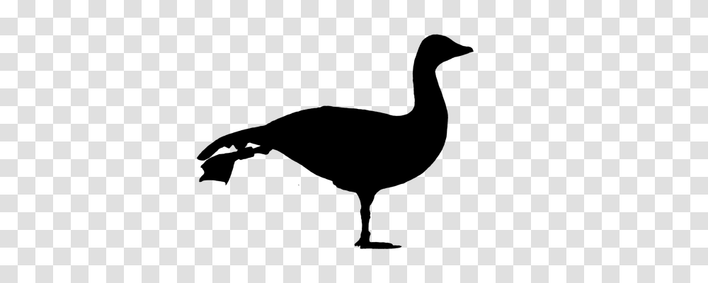 Goose Animals, Gray, World Of Warcraft Transparent Png