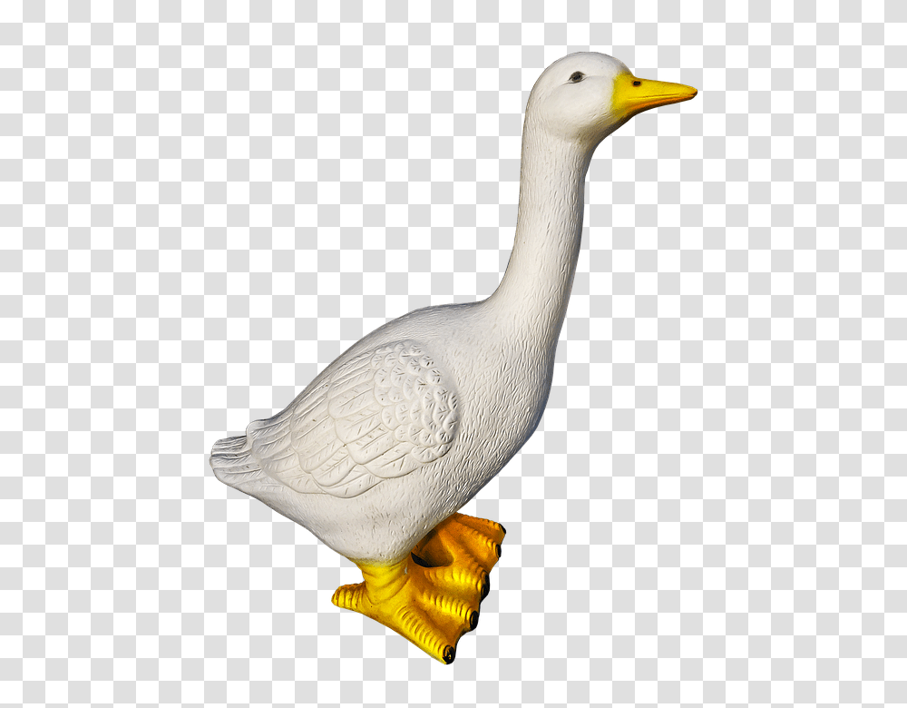 Goose 960, Animals, Bird, Waterfowl, Beak Transparent Png