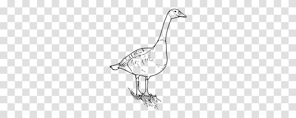 Goose Nature, Gray, World Of Warcraft Transparent Png