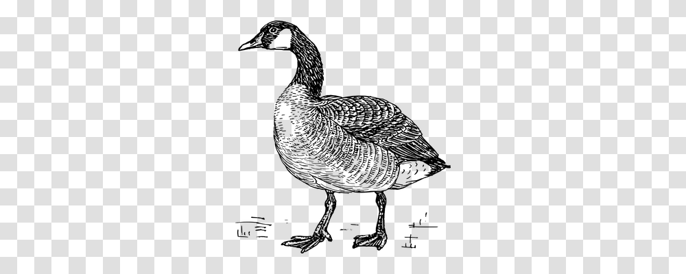 Goose Nature, Gray, World Of Warcraft Transparent Png