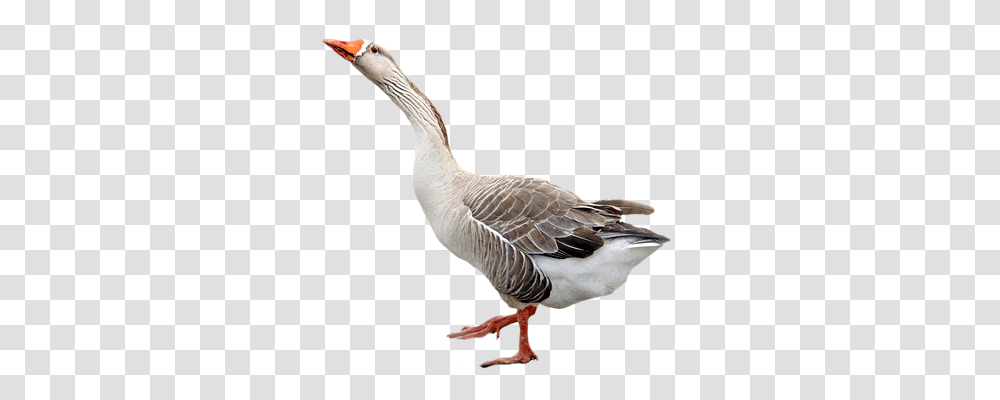 Goose Animals, Bird, Anseriformes, Waterfowl Transparent Png