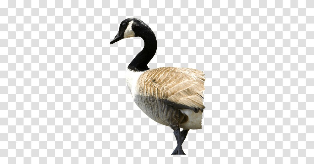 Goose, Animals, Bird, Anseriformes, Waterfowl Transparent Png