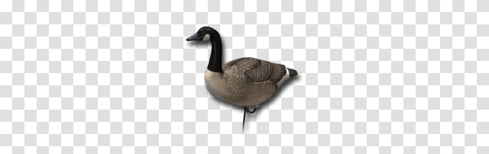 Goose, Animals, Bird, Anseriformes, Waterfowl Transparent Png