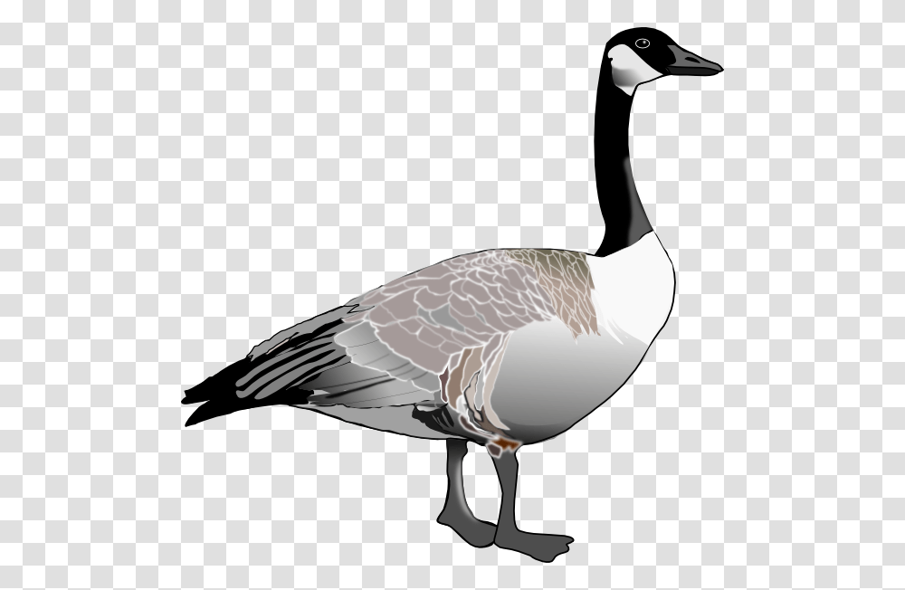 Goose, Animals, Bird, Anseriformes, Waterfowl Transparent Png