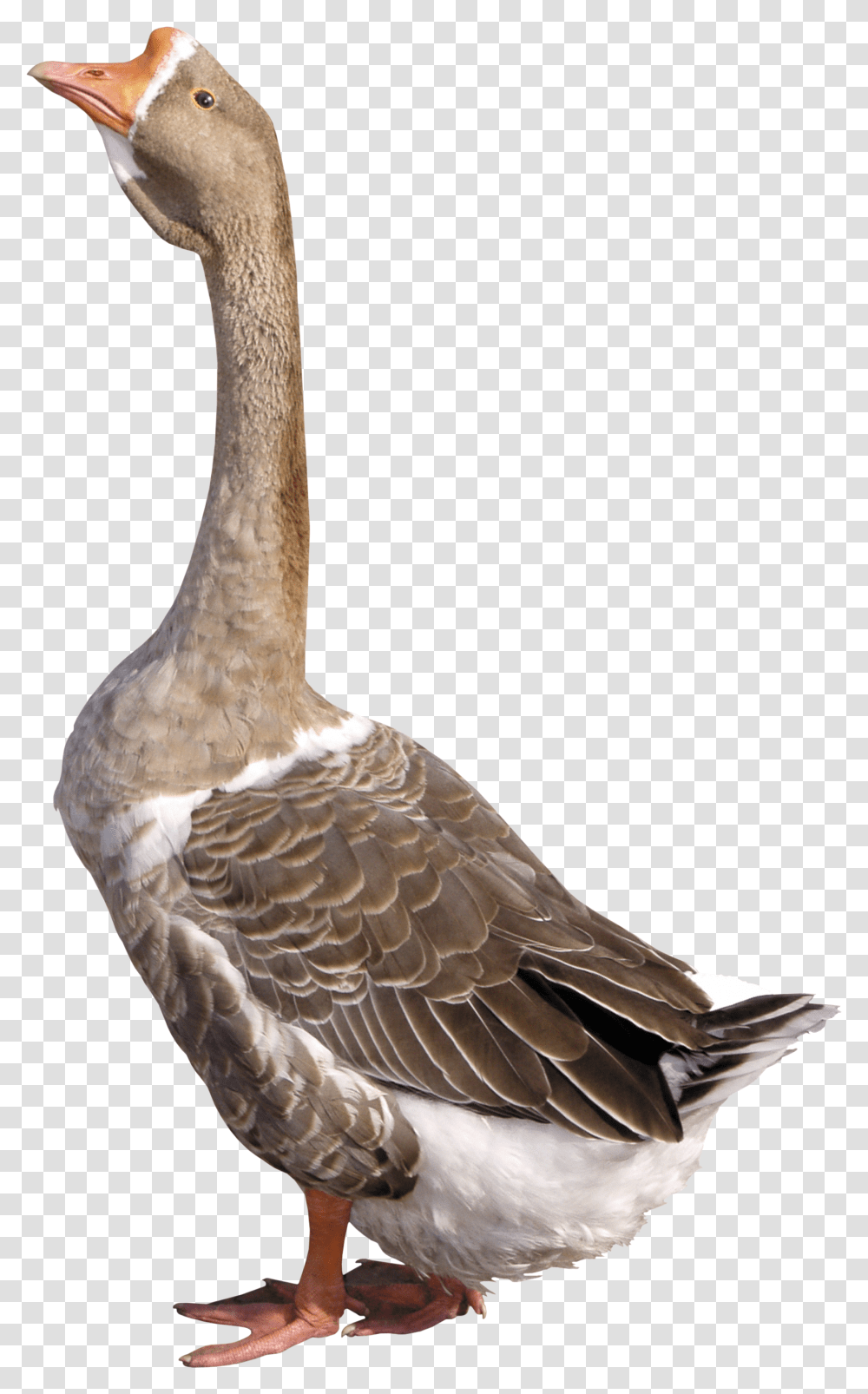 Goose, Animals, Bird, Anseriformes, Waterfowl Transparent Png