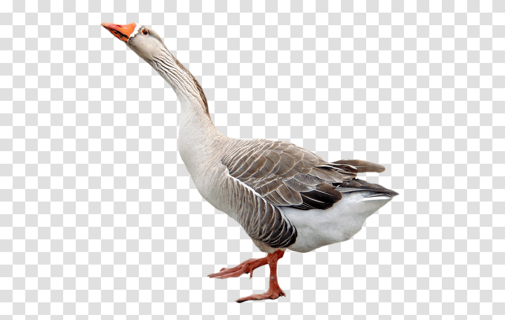 Goose, Animals, Bird, Anseriformes, Waterfowl Transparent Png