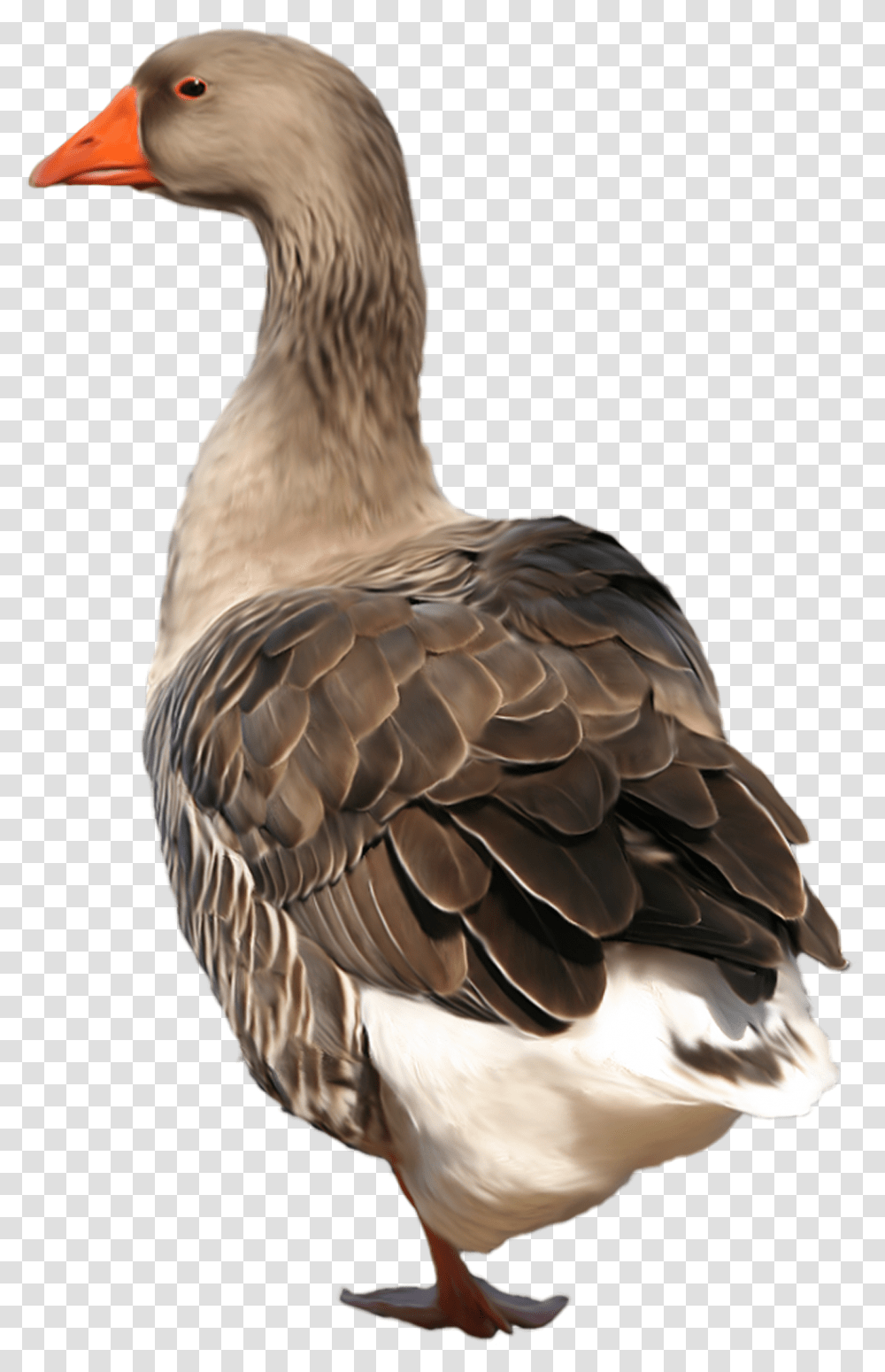 Goose, Animals, Bird, Beak Transparent Png