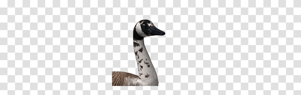 Goose, Animals, Bird, Beak, Waterfowl Transparent Png