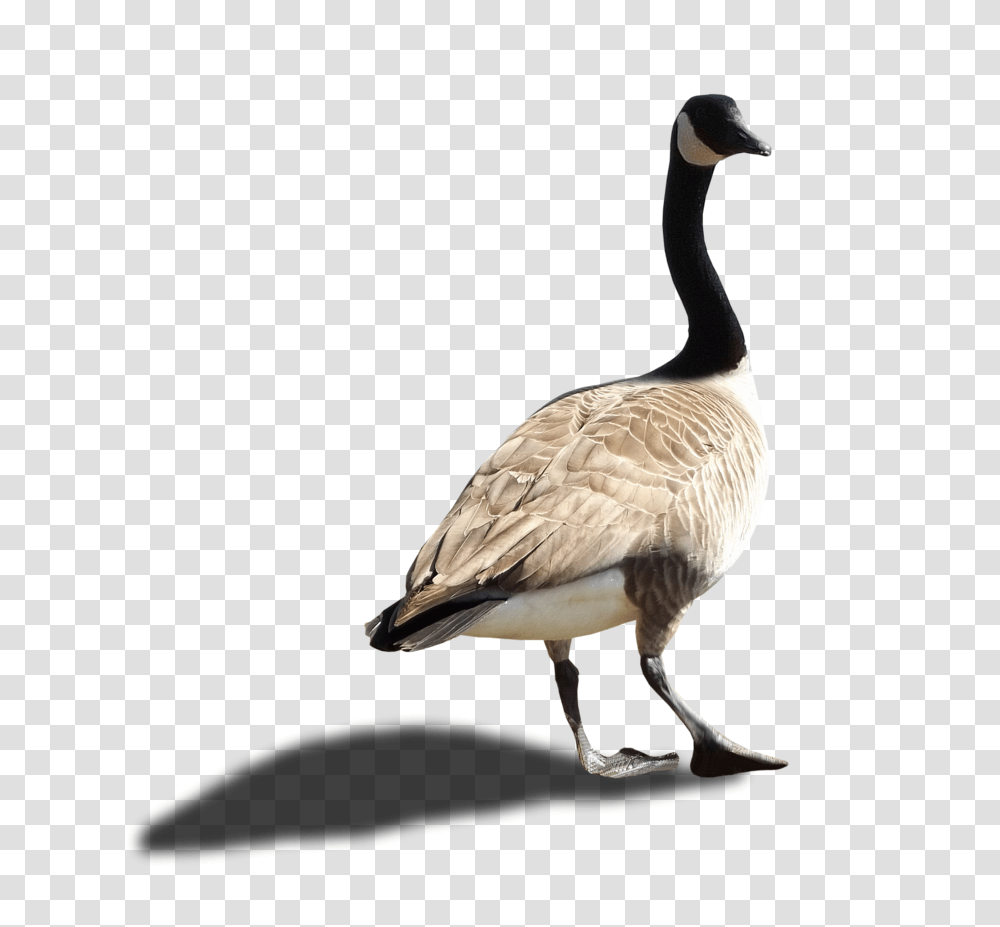 Goose, Animals, Bird, Beak, Waterfowl Transparent Png