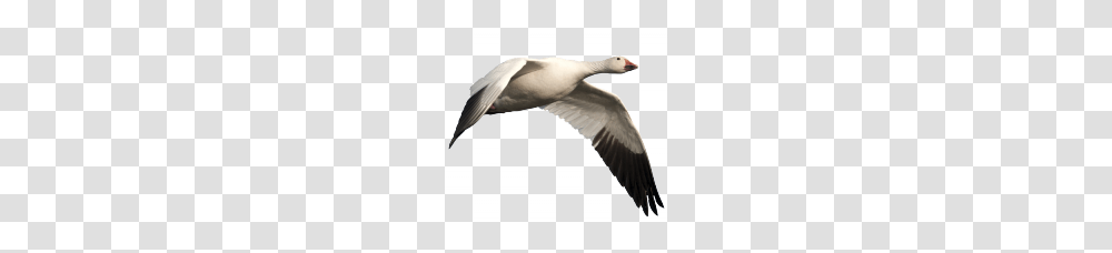 Goose, Animals, Bird, Brush, Tool Transparent Png