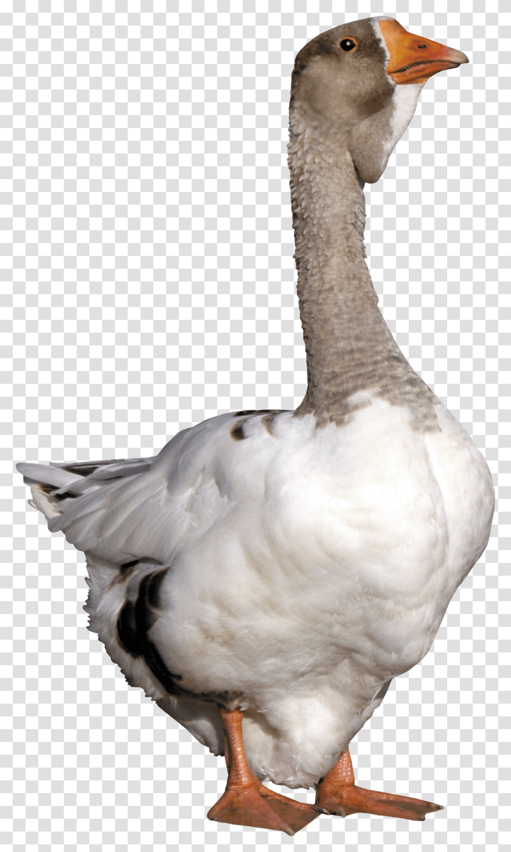 Goose, Animals, Bird, Chicken, Poultry Transparent Png