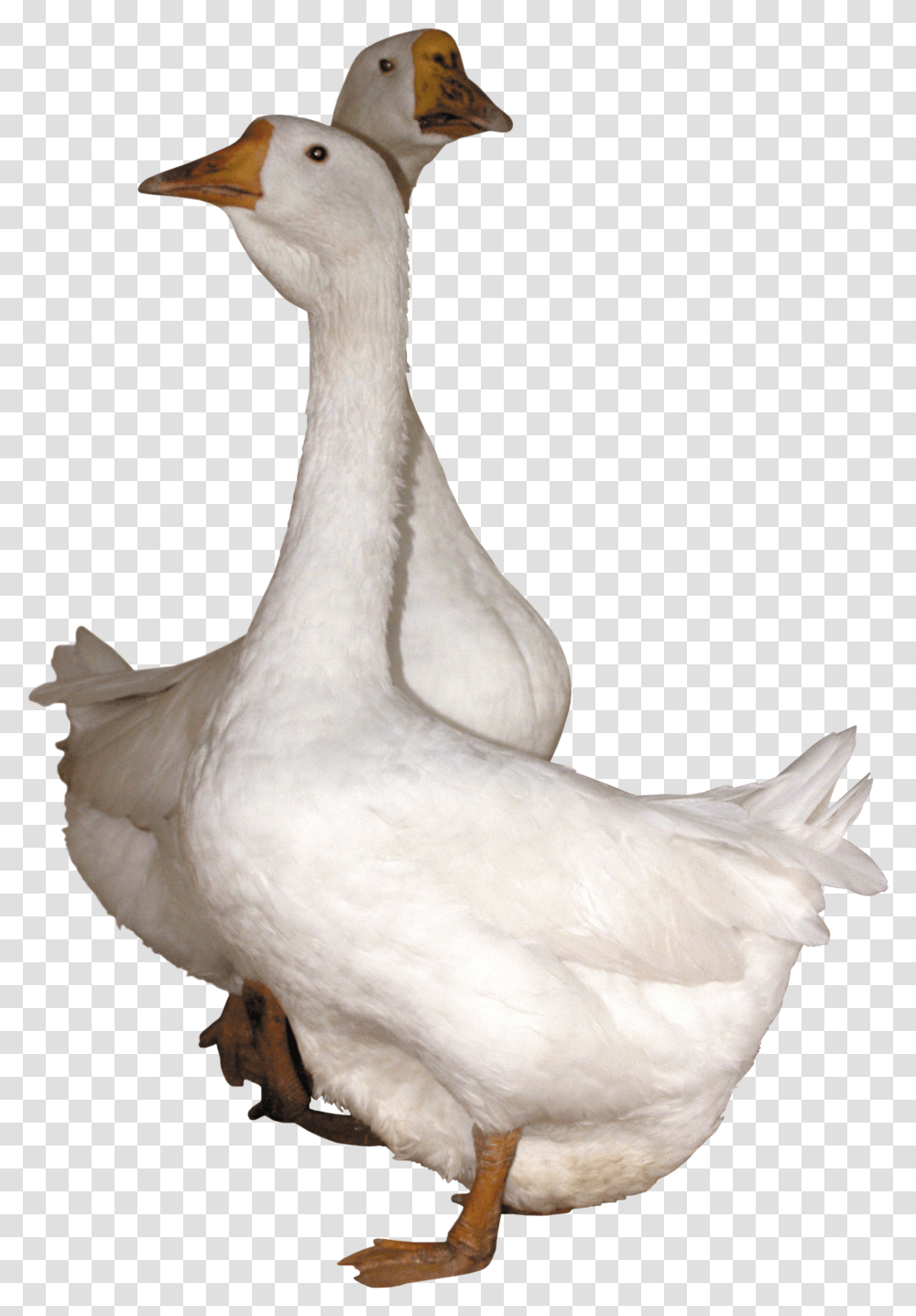 Goose, Animals, Bird, Chicken, Poultry Transparent Png