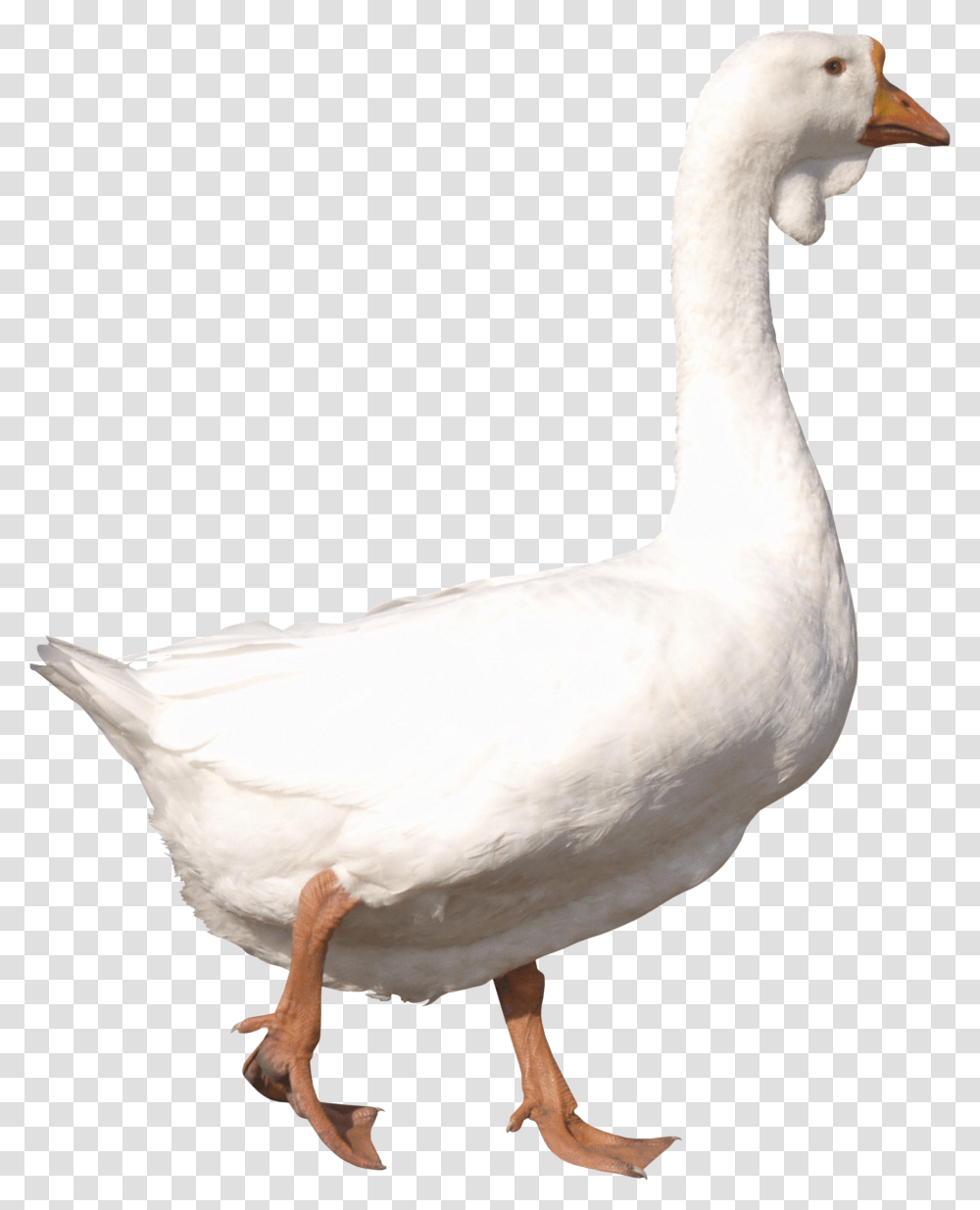 Goose, Animals, Bird, Duck, Anseriformes Transparent Png