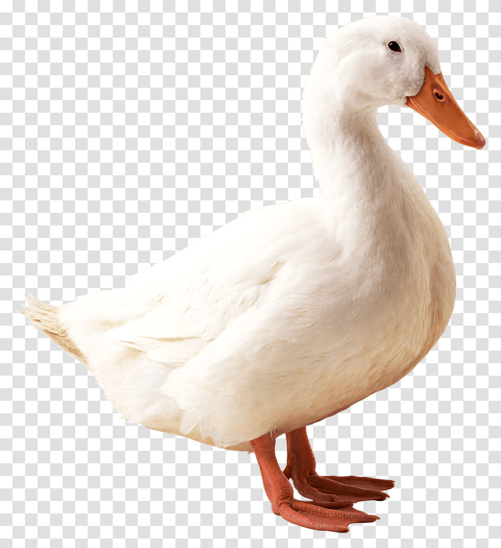 Goose, Animals, Bird, Duck, Anseriformes Transparent Png