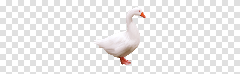 Goose, Animals, Bird, Duck, Person Transparent Png