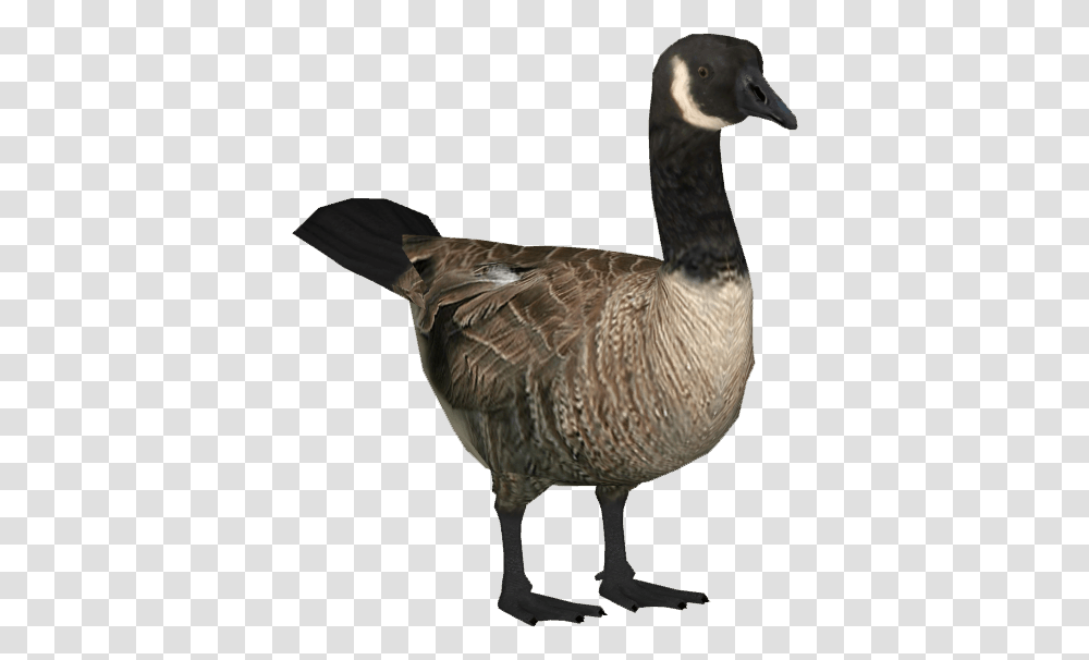 Goose, Animals, Bird, Duck Transparent Png