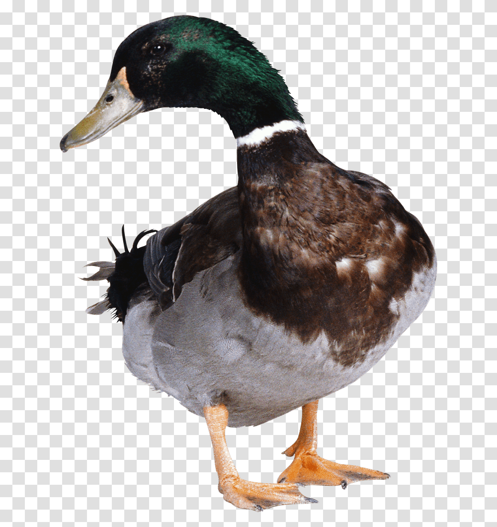 Goose, Animals, Bird, Duck, Waterfowl Transparent Png