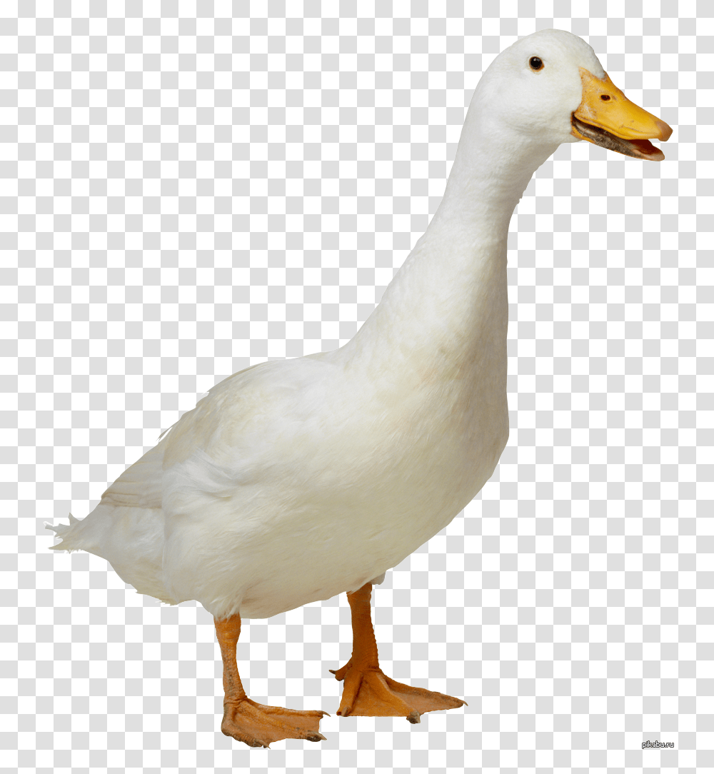 Goose, Animals, Bird, Duck, Waterfowl Transparent Png