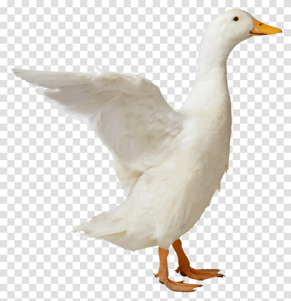 Goose, Animals, Bird, Duck, Waterfowl Transparent Png