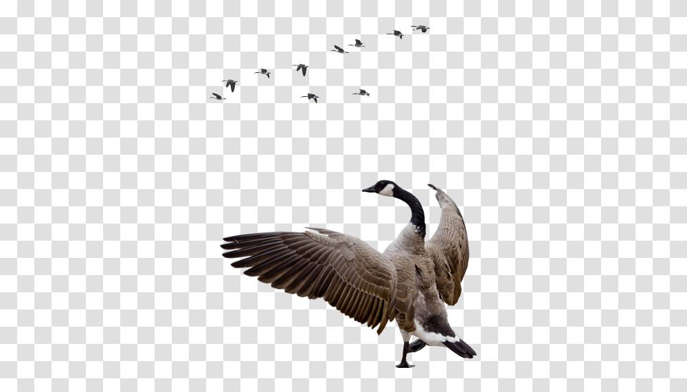 Goose, Animals, Bird, Flying, Swan Transparent Png