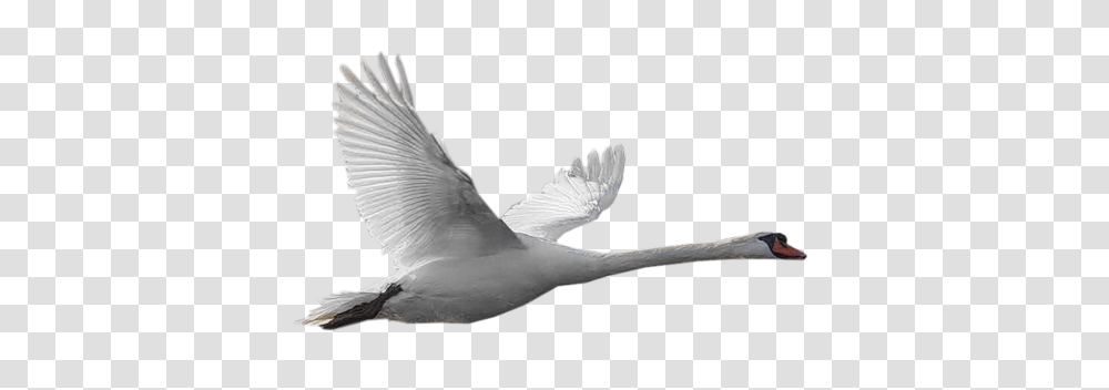 Goose, Animals, Bird, Flying, Waterfowl Transparent Png