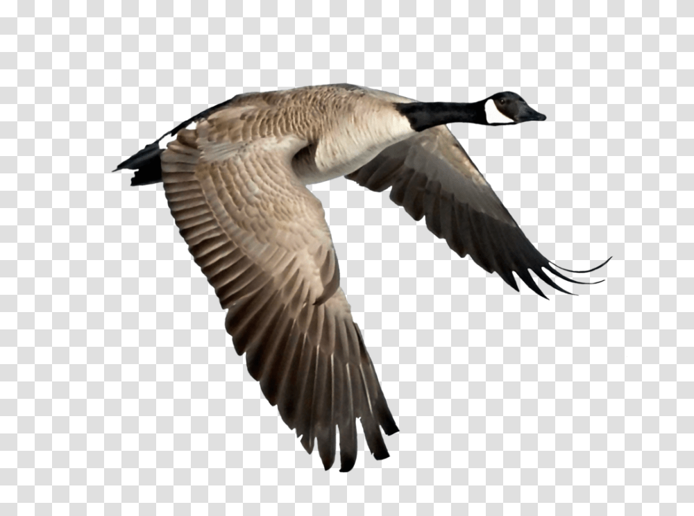 Goose, Animals, Bird, Flying, Waterfowl Transparent Png