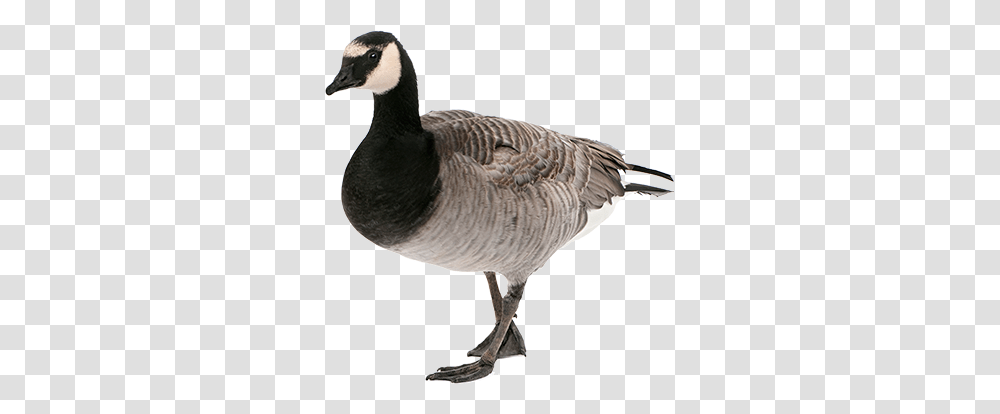 Goose, Animals, Bird Transparent Png