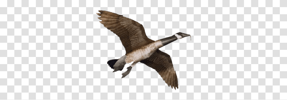 Goose, Animals, Bird Transparent Png