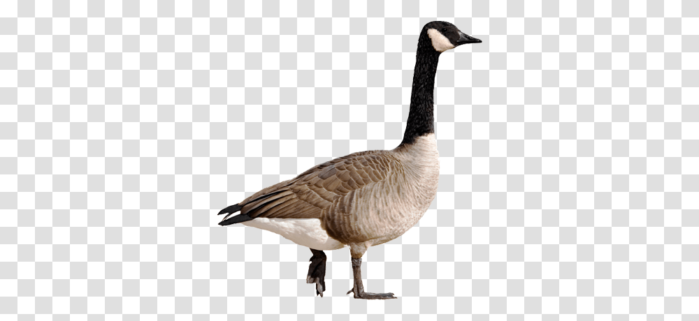 Goose, Animals, Bird Transparent Png