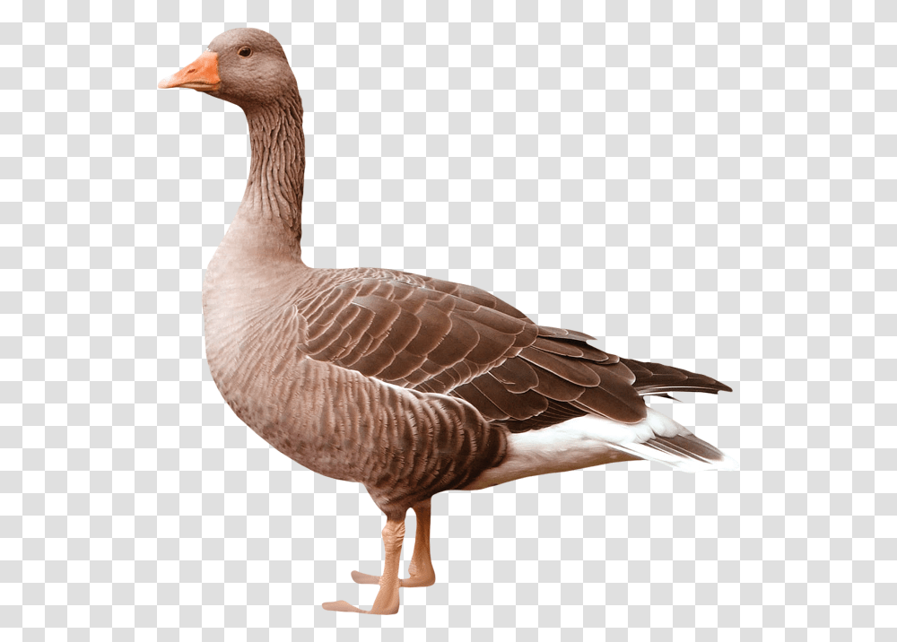 Goose, Animals, Bird Transparent Png