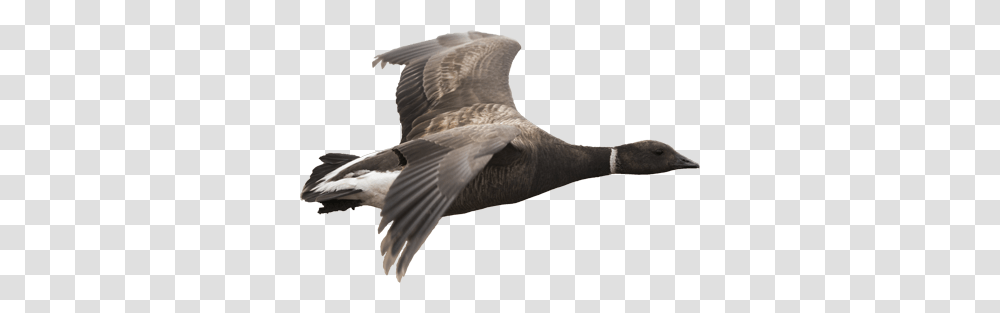 Goose, Animals, Bird, Waterfowl, Anseriformes Transparent Png