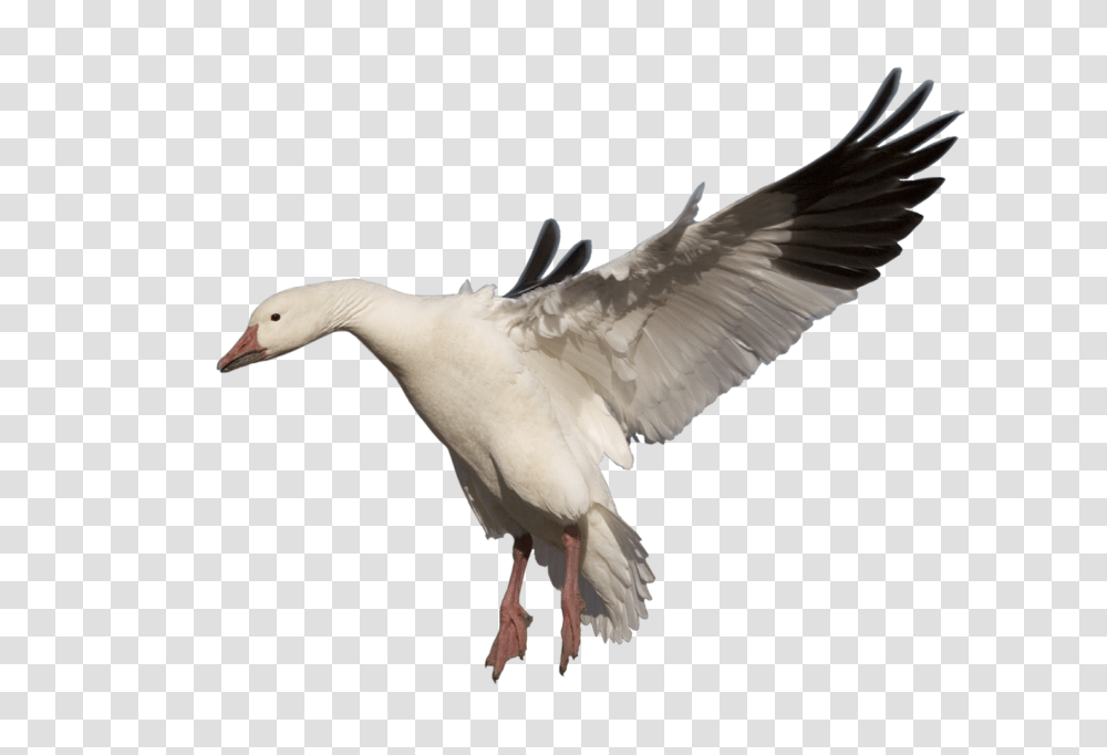 Goose, Animals, Bird, Waterfowl, Anseriformes Transparent Png