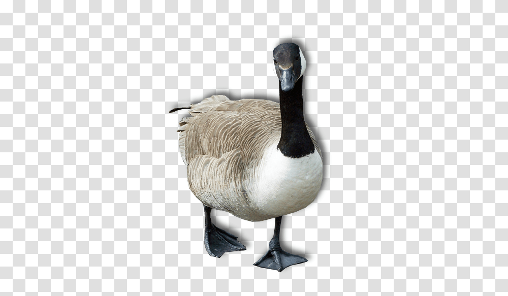 Goose, Animals, Bird, Waterfowl, Anseriformes Transparent Png