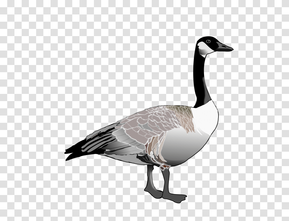 Goose, Animals, Bird, Waterfowl, Anseriformes Transparent Png