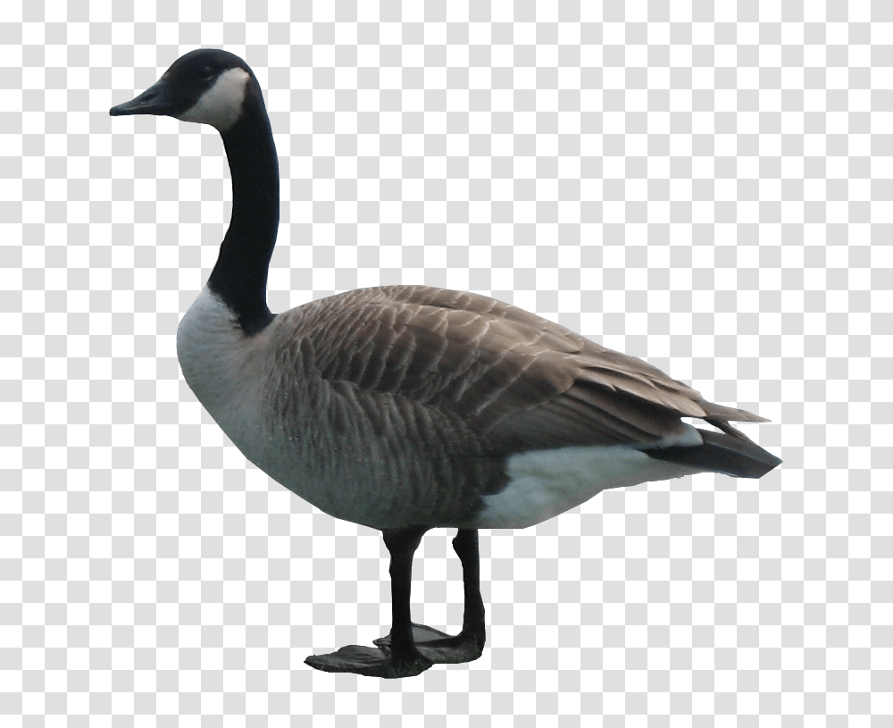 Goose, Animals, Bird, Waterfowl Transparent Png