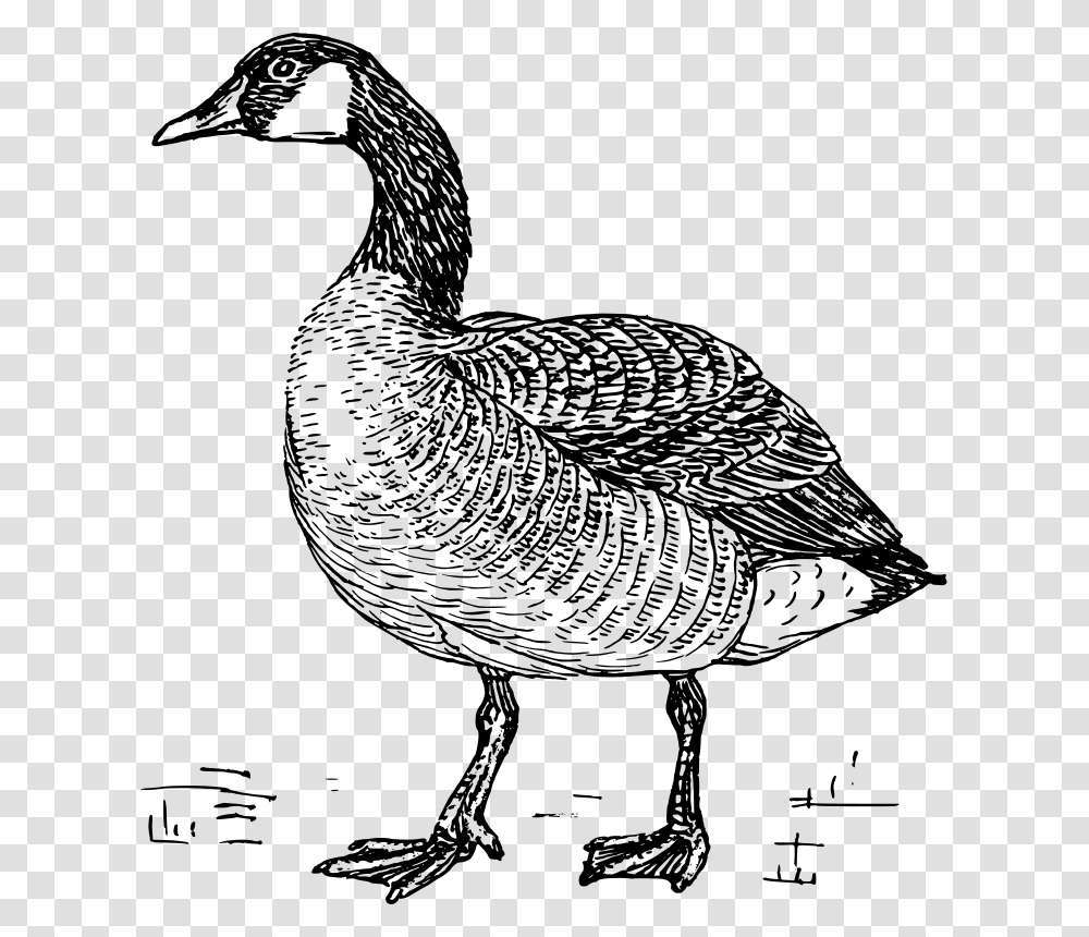 Goose, Animals, Gray, World Of Warcraft Transparent Png