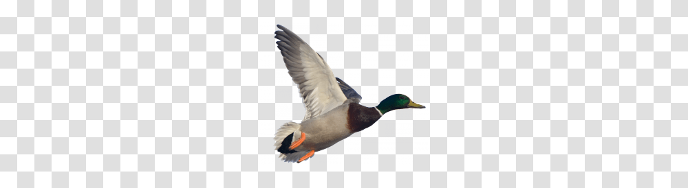 Goose, Animals, Waterfowl, Bird, Mallard Transparent Png
